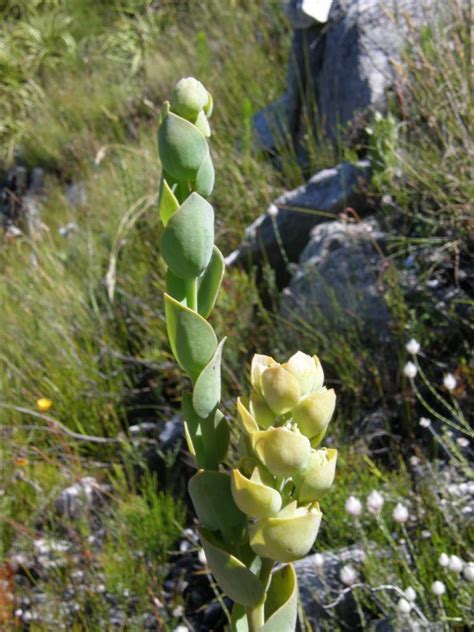 Scallop Rootthug From Greyton Nature Reserve Nooienskop On November