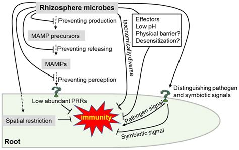 Frontiers Rhizosphere Microbiome The Emerging Barrier In Plant