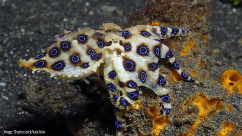 Blue Ringed Octopus Eating A Crab