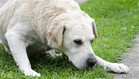 Cachorro Vomitando Amarelo O Que Deve Ser