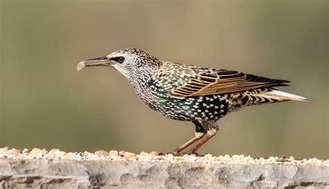 European Starling | Starling, Animals and pets, Animals