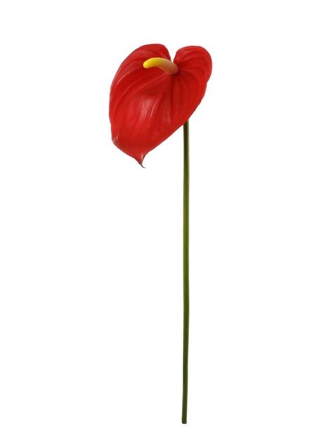 Eye Catching 29 Red Anthurium Set Of 12 Lifelike Etsy Anthurium