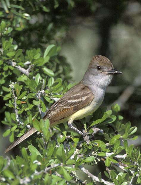 Brown-crested Flycatcher (Myiarchus tyrannulus)