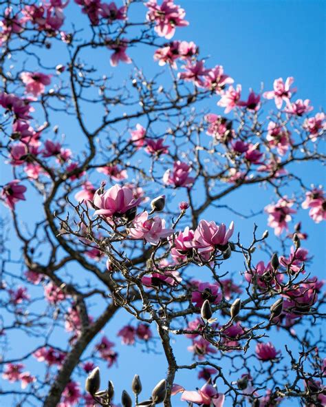 SF Botanical Garden Magnolias: When To See Them In 2025