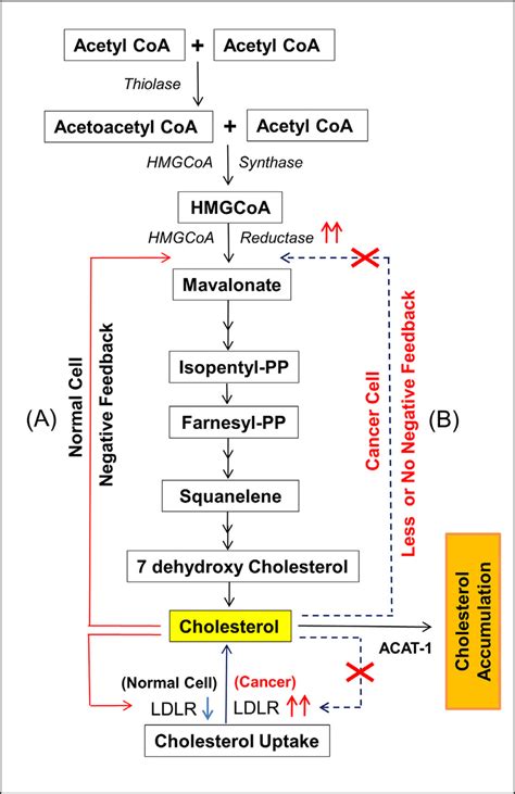 Cholesterol biosynthesis pathway and its feedback mechanism ...