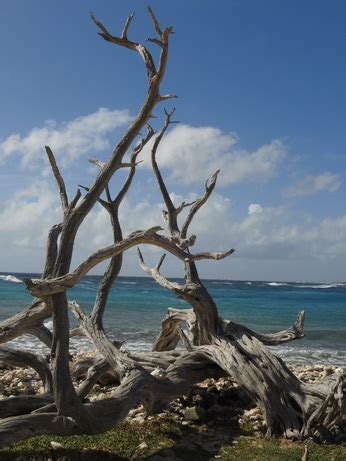 Bonaire Conch Berge MuschelbergeBonaire Bonaire Conch Berge