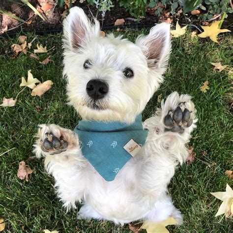 Maisie the Westie Puppy on Instagram: “Leaves on the ground and a new ...