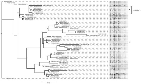 Whole Genome Sequencing Of Shiga Toxin Producing Escherichia Coli For