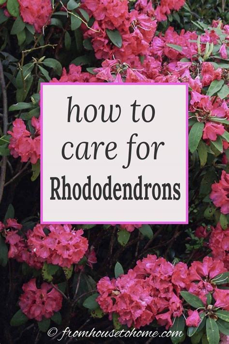 Rhododendron care how to grow beautiful rhododendrons and azaleas – Artofit