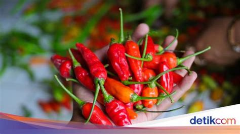 Harga Cabai Rawit Merah Makin Pedas Tembus Rp 55 Ribu Per Kg Di Bali