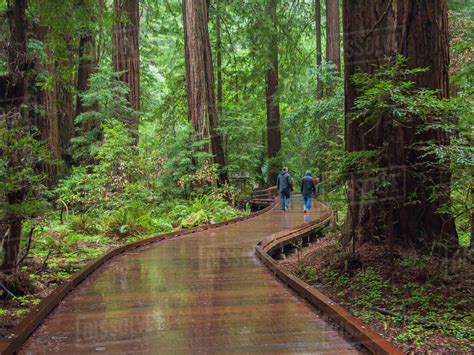 Usa California Path Among Redwoods In Muir Woods National Monument