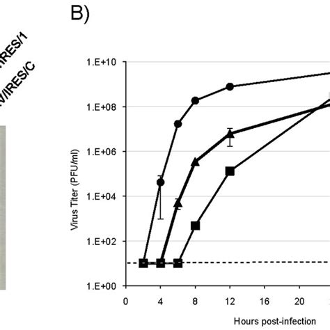 RNA Synthesis And Replication Of VEEV TC 83 And TC 83 IRES Constructs