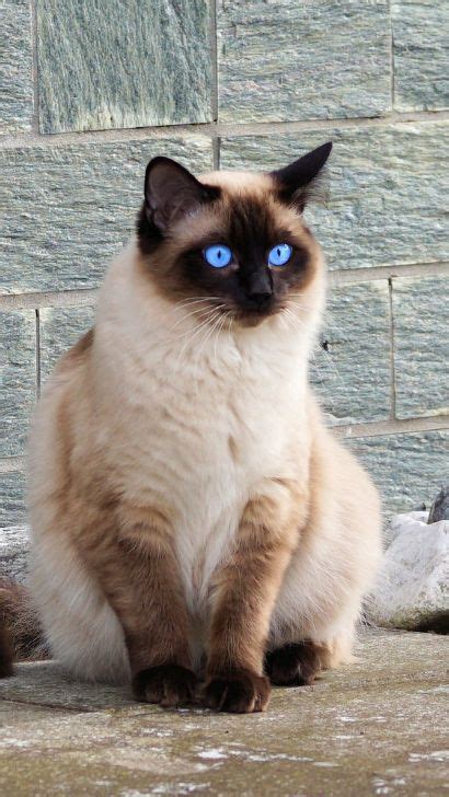 Pregnant Siamese Cat Navigating The Journey Of Siamese Cat Pregnancy