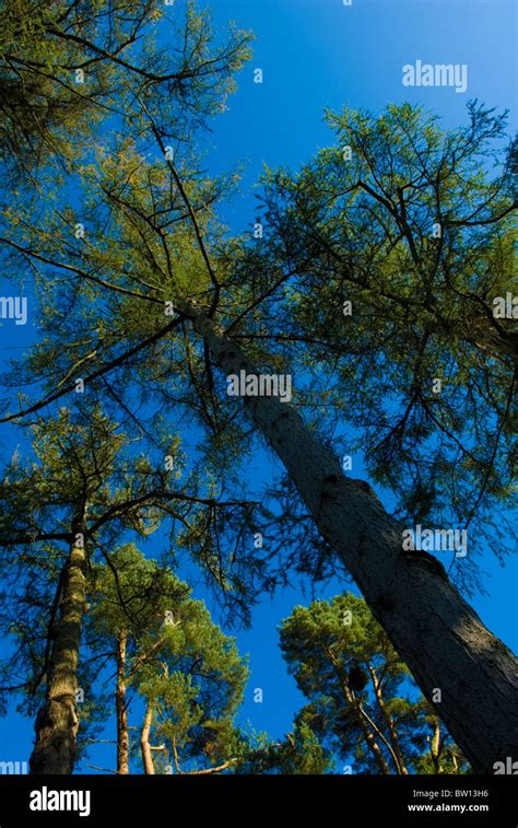 Canopy Under Hi Res Stock Photography And Images Alamy