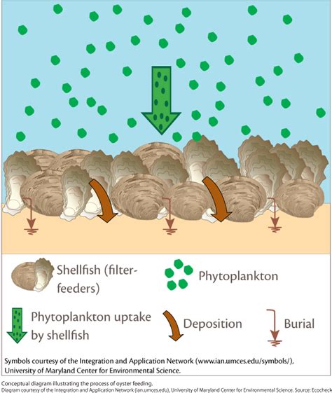 Filter Feeding Diagram