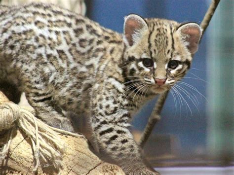 Ozelot macht erste Schritte im Zoo – Berlin.de