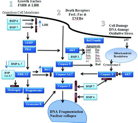 Apoptosis Signaling Pathways Estrogen Is A Major Driver Of