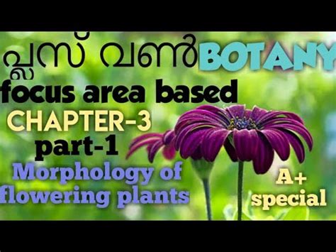 Plus One Botany Focus Area Based Chapter Morphology Of Flowering