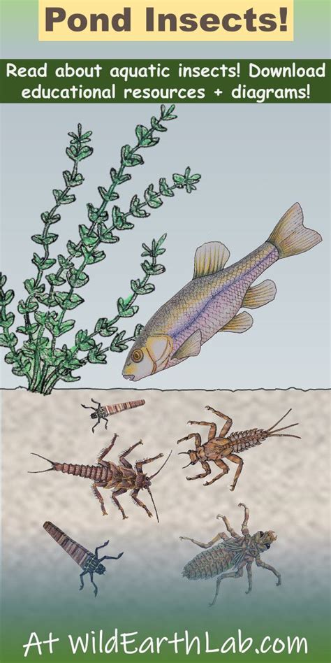 Common aquatic insects & bioindicators | Aquatic insects, Insect identification, Insects