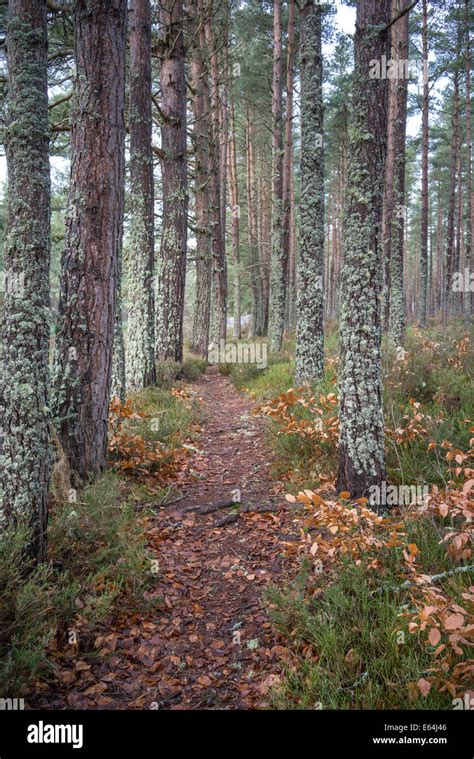 Torbreck Forest In Inverness Shire Scotland Stock Photo Alamy