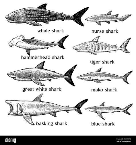 Types of sharks. Big set of hand drawn ink illustrations in retro ...