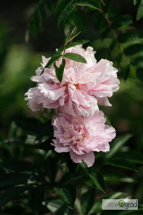 Piwonia Sarah Bernhardt Paeonia Lactiflora Krzewogr D