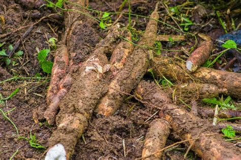 Root Of Yucca Plant Inside Of The Amazon Forest In Cuyabeno Ecuador