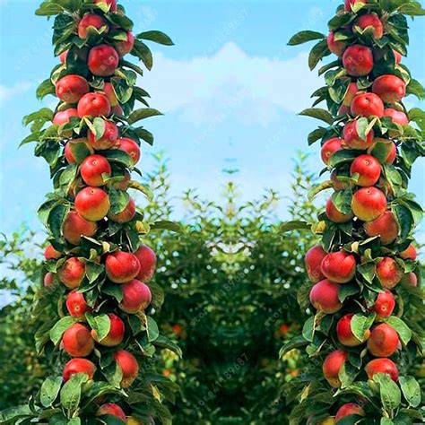 30 pcs Bonsai Apple Tree Seeds rare fruit bonsai tree indoor plant for home garden free shipping ...