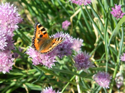 Sommer Blumen Schmetterling Kostenloses Foto Auf Pixabay Pixabay