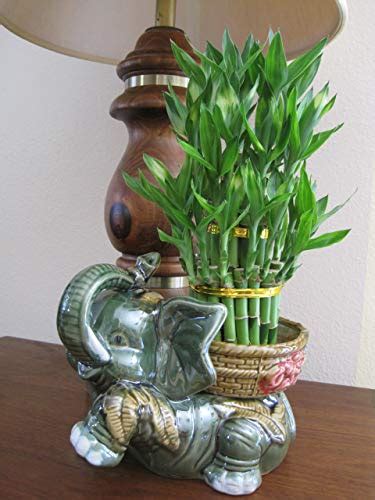 10 Amazing Vase For Bamboo Plant For 2023 CitizenSide