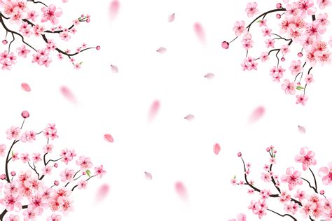 Cherry blossom with pink Sakura flower PNG. Pink Sakura leaf falling. Sakura branch with ...