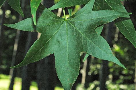 sweet gum leaf
