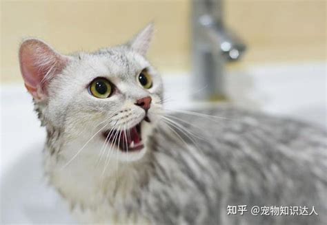 猫咪多久洗一次澡？原来这么多年都错了 知乎