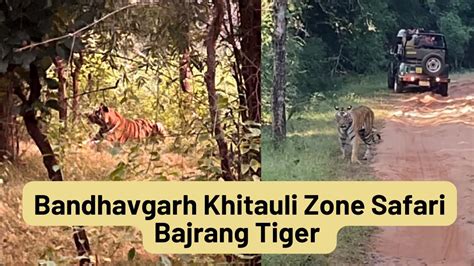 Tiger Sighting In Khitauli Zone Bandhavgarh National Park Bandhavgarh Tiger Reserve Youtube