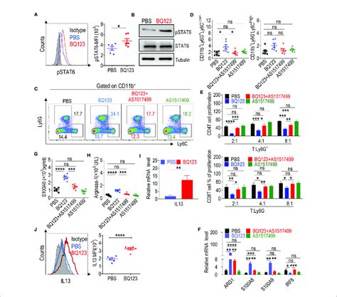 BQ123 Activated PMN MDSCs Through The IL13 STAT6 ARG1 Signaling