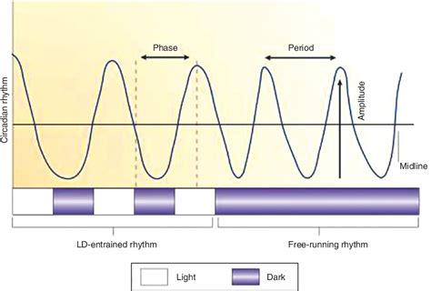 Figure 1 from Chronobiology and circadian rhythms establish a ...