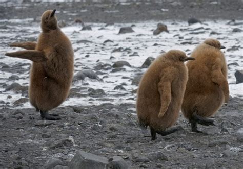 Самые пушистые животные на планете