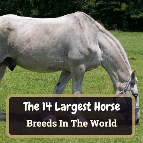 The 14 Largest Horse Breeds In The World | Horse Soup