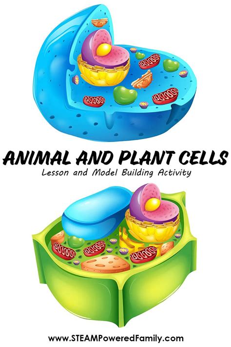 Build A Cell Model And Lesson For Students Cell Model Plant Cell