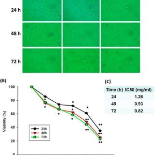 The Cell Viability Of A Cells Treated With Various Concentrations Of