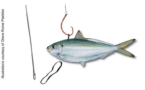 Bridling A Live Threadfin Herring How To Bridle Live Bait