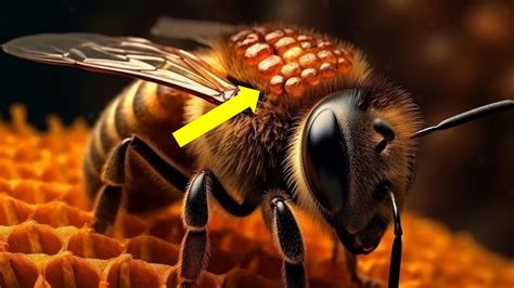 Como Se Ve La Varroa Y Los Da Os Que Ocasiona A Nuestras Abejas