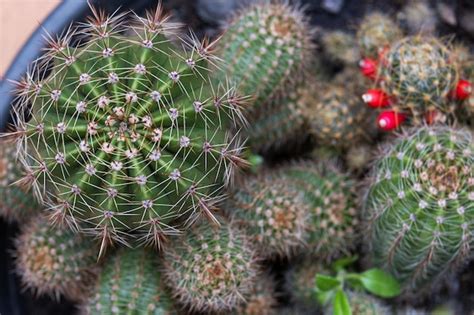 Premium Photo | Small cacti with seeds in pot