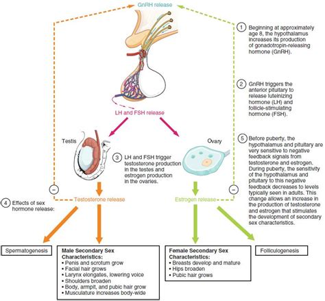 Hormones Reproductive System Female Reproductive System