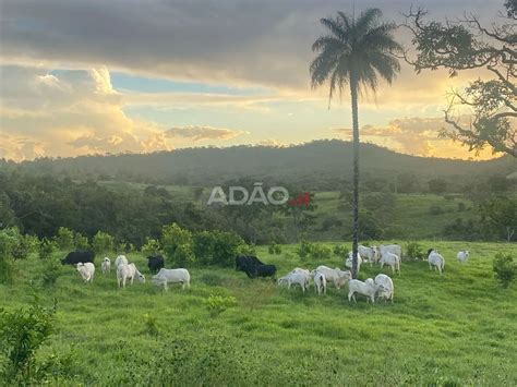 Vacas Leiteiras À Venda Em Bela Vista De Goiás - FAZENDA 13ALQ. BELA VISTA DE GOIÁS COM BENEFICIAMENTOS Fazenda à Venda ...