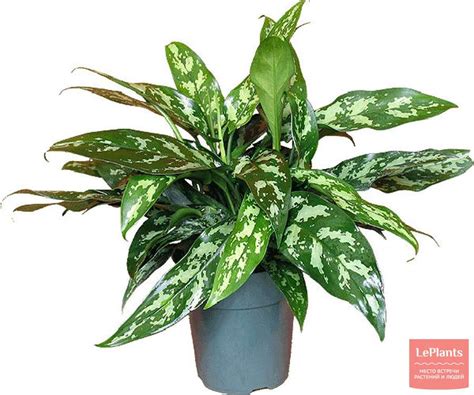 Аглаонема переменчивая 'Мария' (Aglaonema commutatum 'Maria ...