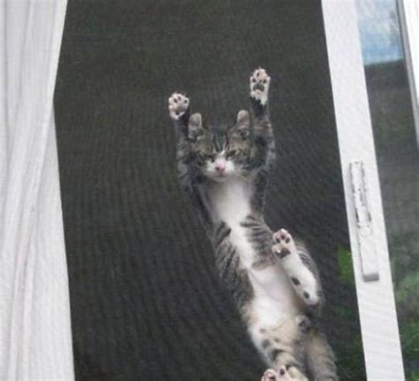 Москитная сетка АнтиКошка | Производитель алюминиевых конструкций Алмекс