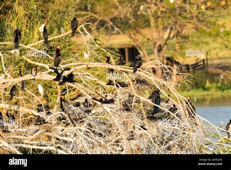 South african water birds hi-res stock photography and images - Alamy