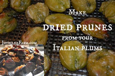 The Easy Way To Make Prunes And Preserve The Summer Plum Bountry Diy