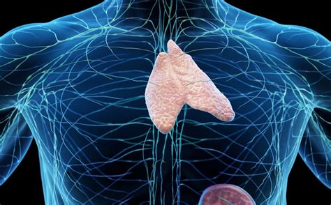 Der Thymus kann womöglich vor Krebs schützen - FITBOOK